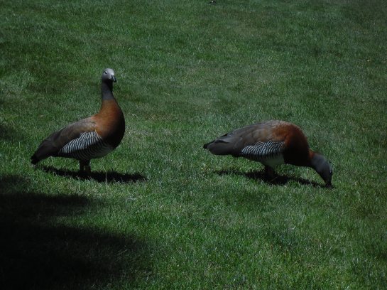 ¨Cauquén real¨ Ashy headed geese on the hotel lawn